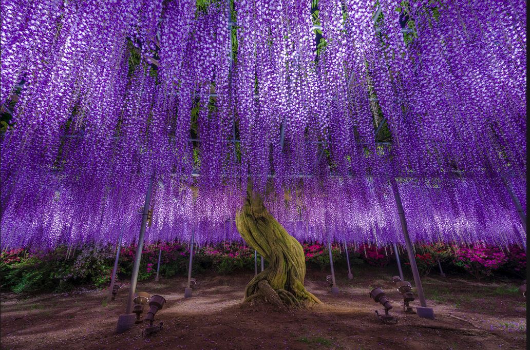 Фиолетовое дерево название
